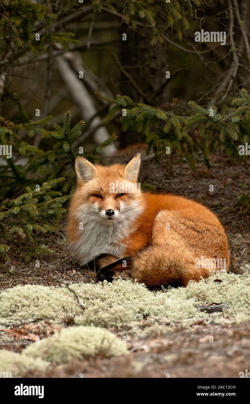 Red Fox reposant sur sol couvert de lichens Banque D'Images