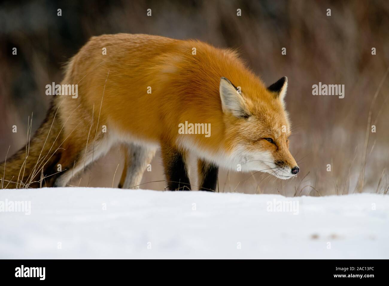 Renard roux dans la neige Banque D'Images