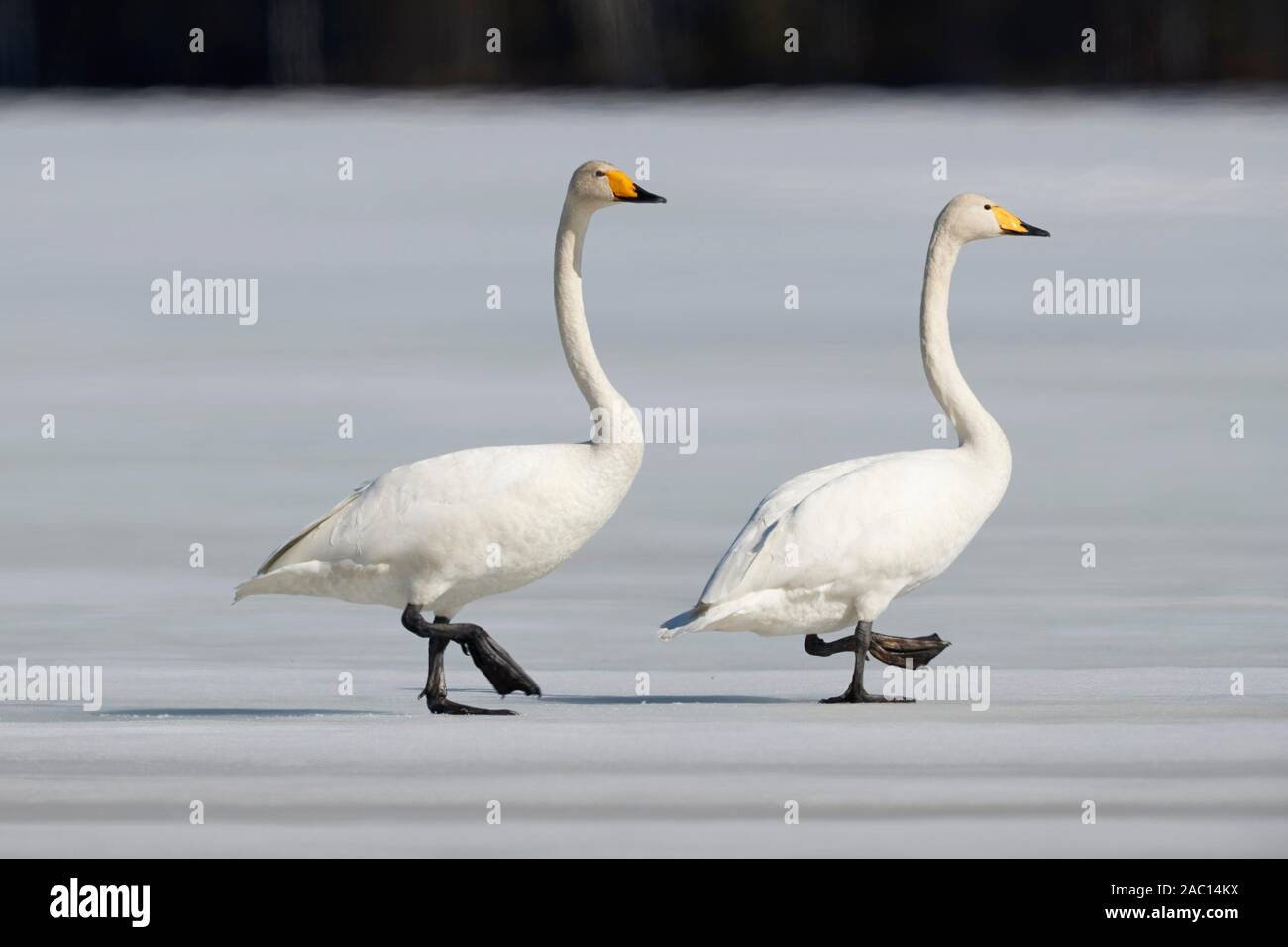 Deux cygnes chanteurs (Cygnus cygnus) marcher sur un lac gelé, le Parc National de Hamra, Suède Banque D'Images