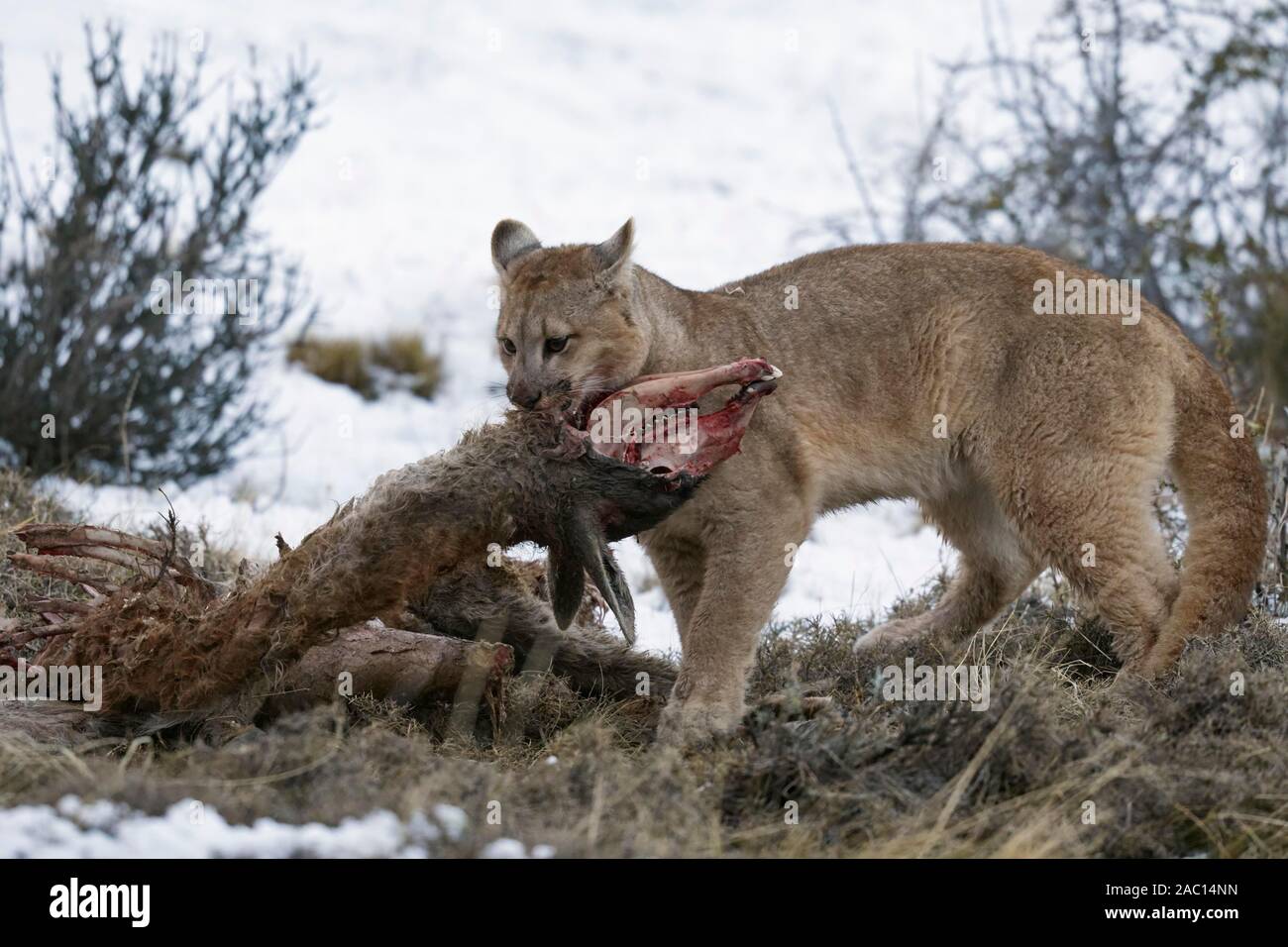 Le Puma concolor couguar () dans la neige, jeune animal mange à la carcasse d'un shot guanacos (Lama guanicoe), Parc National Torres del Paine Banque D'Images