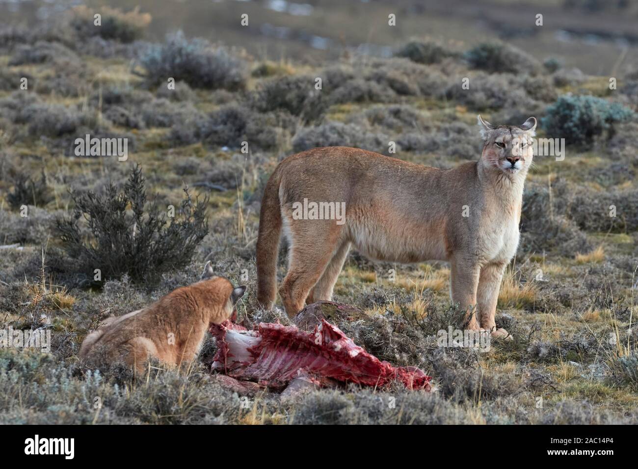 Le couguar (Puma concolor), barrage et les jeunes de la carcasse d'un shot guanacos (Lama guanicoe), Parc National Torres del Paine, Patagonie, Chili Banque D'Images