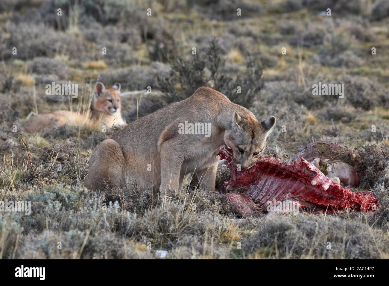 Le couguar (Puma concolor), barrage mange à la carcasse d'un capturé guanacos (Lama guanicoe), jeune arrière, Parc National Torres del Paine, Patagonie Banque D'Images