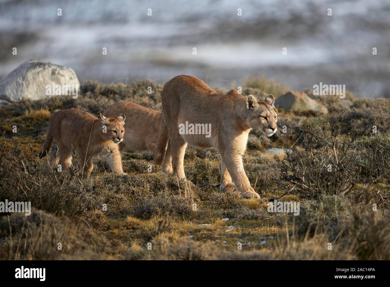 Le couguar (Puma concolor), barrage avec de jeunes animaux dans la toundra, Parc National Torres del Paine, Patagonie, Chili Banque D'Images