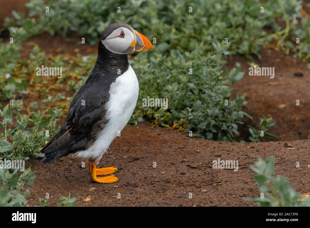 Atlantic Puffin (Fratercula arctica) sur l'île Farne au large de la côte de Northumberland, au nord-est de l'Angleterre Banque D'Images