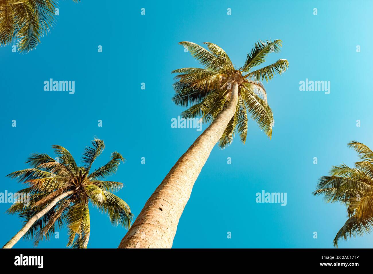 Belle plante palm tree against blue sky Banque D'Images