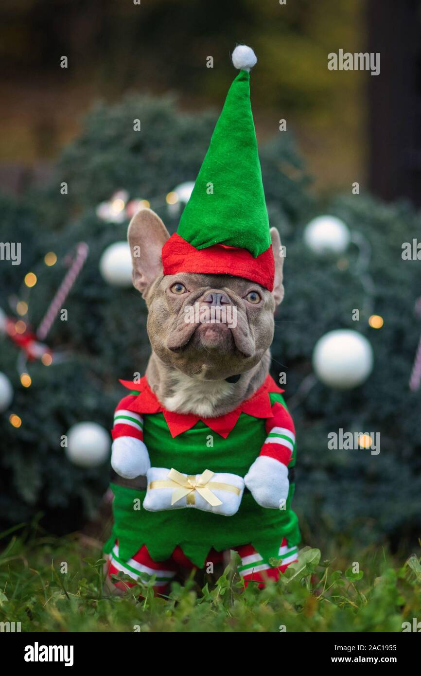 Drôle de couleur lilas Bouledogue français chien vêtu d'un costume de lutin de Noël mignon traditionnel avec des bras holding present in front of decorated Christmas Tree Banque D'Images