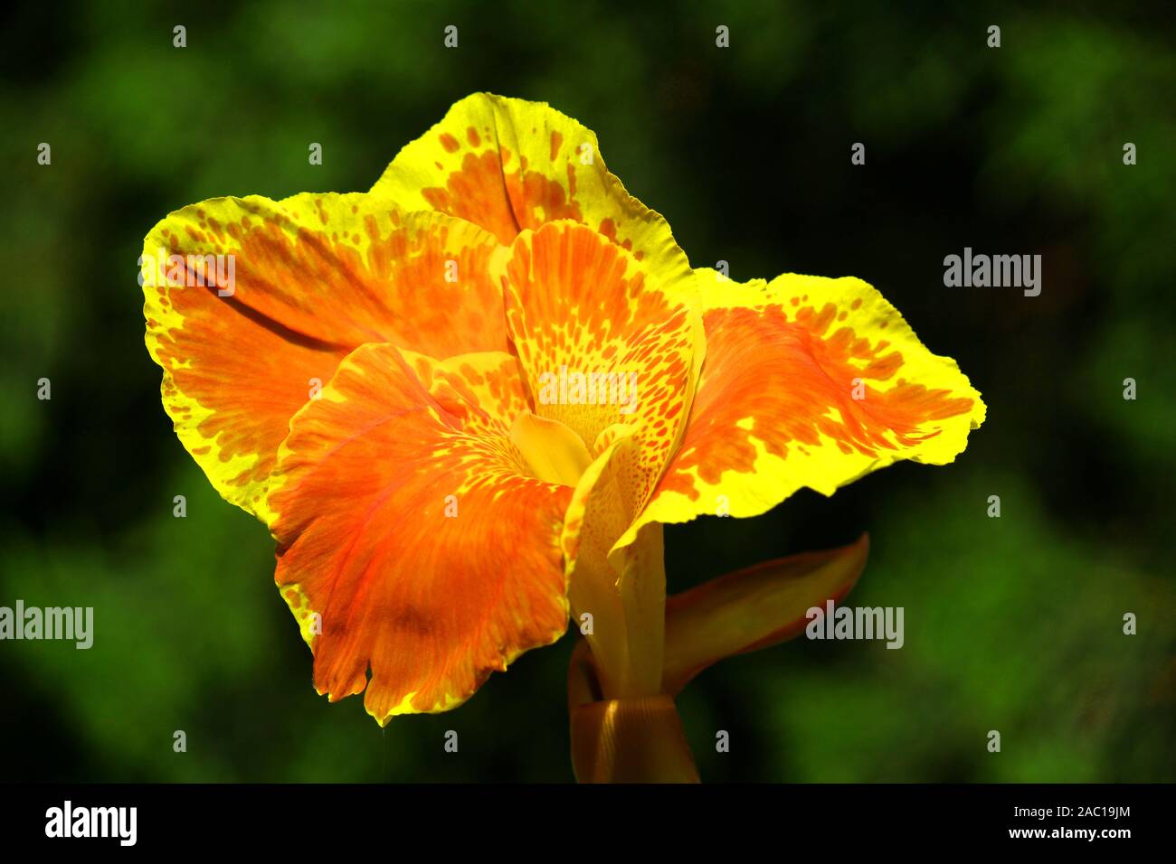 Fleur jaune roi Humbert trouvés en Asie Banque D'Images