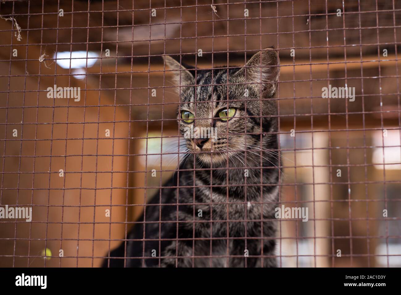 Lonely Cat assis à l'intérieur de la cage Banque D'Images