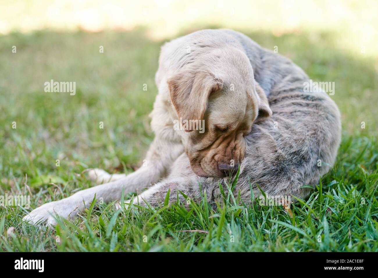 La maladie de peau de chien avec sa fourrure qui fuit à l'extérieur Banque D'Images