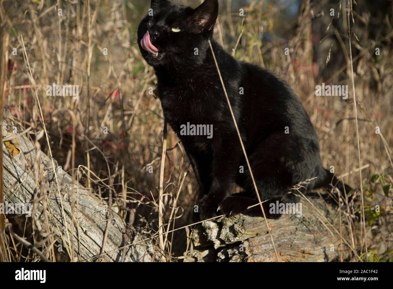 L Ontario A Tamworth Chat Noir Le Chat Salem Stronghold Photo Stock Alamy L Ontario A Tamworth Chat Noir Le Chat Salem Stronghold Photo Stock Alamy