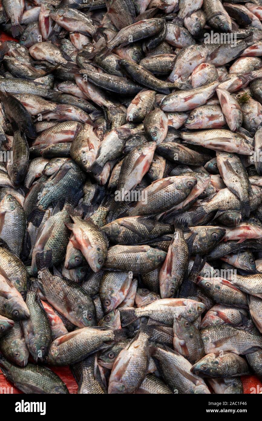 L'Éthiopie et de la vallée du Rift, marché aux poissons, Ville Hawassa, tas de poisson Tilapia fraichement pêchés à vendre Banque D'Images