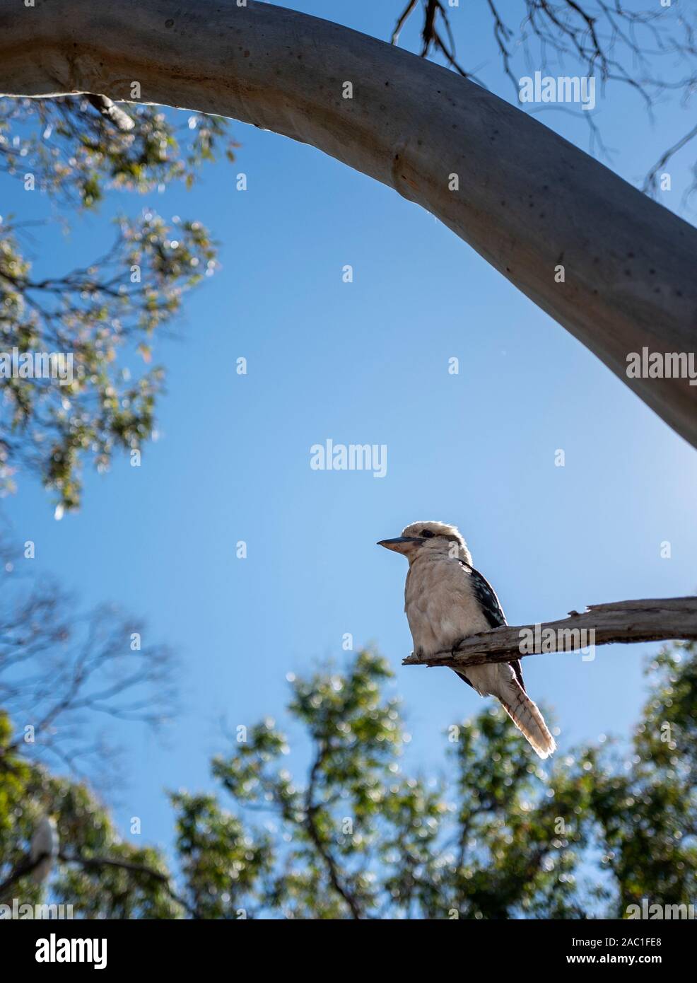 Kookaburra assis dans un arbre à gomme à Victoria, en Australie Banque D'Images