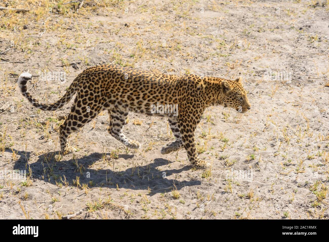 Mâle Leopard, Panthera Pardus, Stacking, Bushman Plains, Okavanago Delta, Botswana Banque D'Images