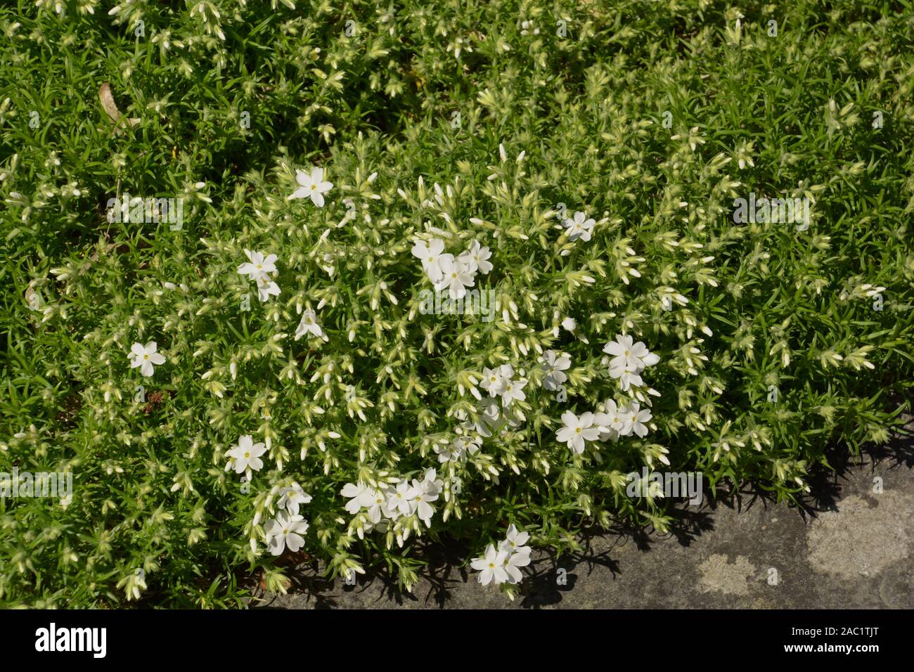 Creeping phlox Phlox subulata ou avec de nouvelles pousses au début du printemps, le bonheur en fleurs phlox blanc Banque D'Images