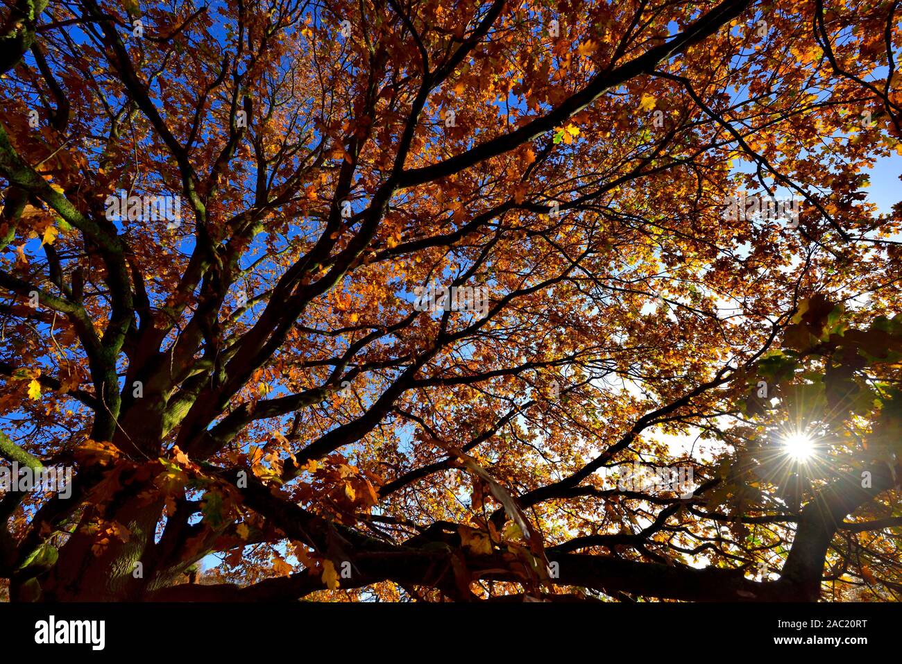 Feuilles d'automne sur un arbre contre un ciel bleu avec un faible soleil d'hiver brille à travers,Bramcote hills park, Nottingham, Angleterre, Royaume-Uni Banque D'Images Feuilles d'automne sur un arbre contre un ciel bleu avec un faible soleil d'hiver brille à travers,Bramcote hills park, Nottingham, Angleterre, Royaume-Uni Banque D'Images