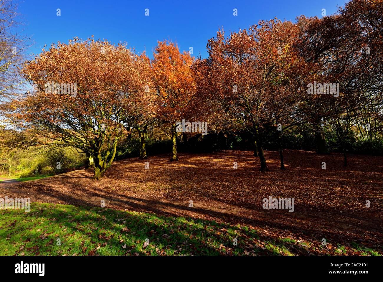 Feuilles d'automne sur le sol,Bramcote hills park, Nottingham, Angleterre, Royaume-Uni Banque D'Images Feuilles d'automne sur le sol,Bramcote hills park, Nottingham, Angleterre, Royaume-Uni Banque D'Images