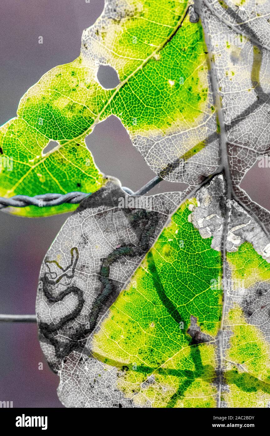 Close-up of a feuilles présentant la structure cellulaire et la veine et les dommages causés par les vers de l'insecte. Banque D'Images