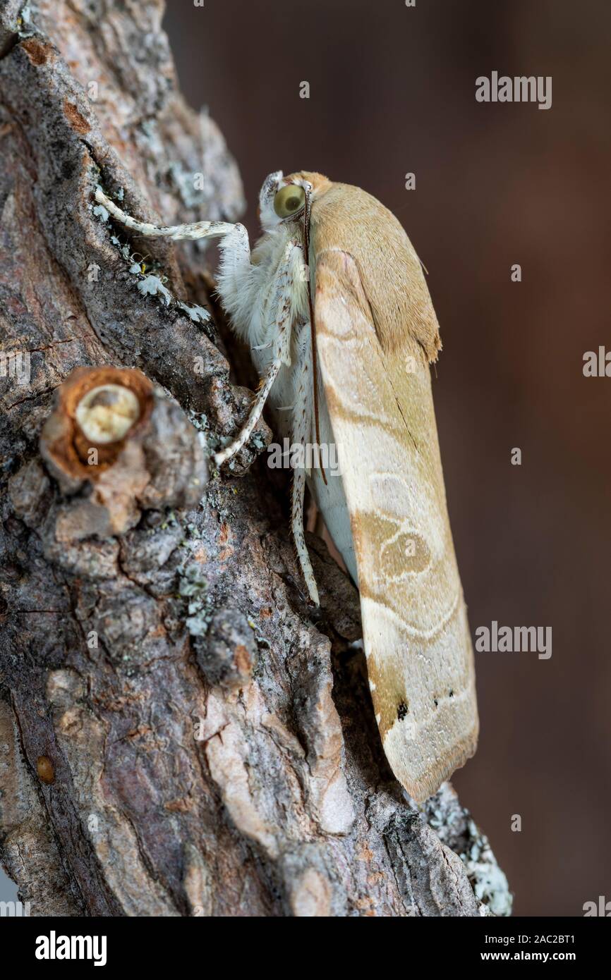 L'hibou papillon, Noctua fimbriata, repose sur la branche d'arbre. Leon, Espagne Banque D'Images