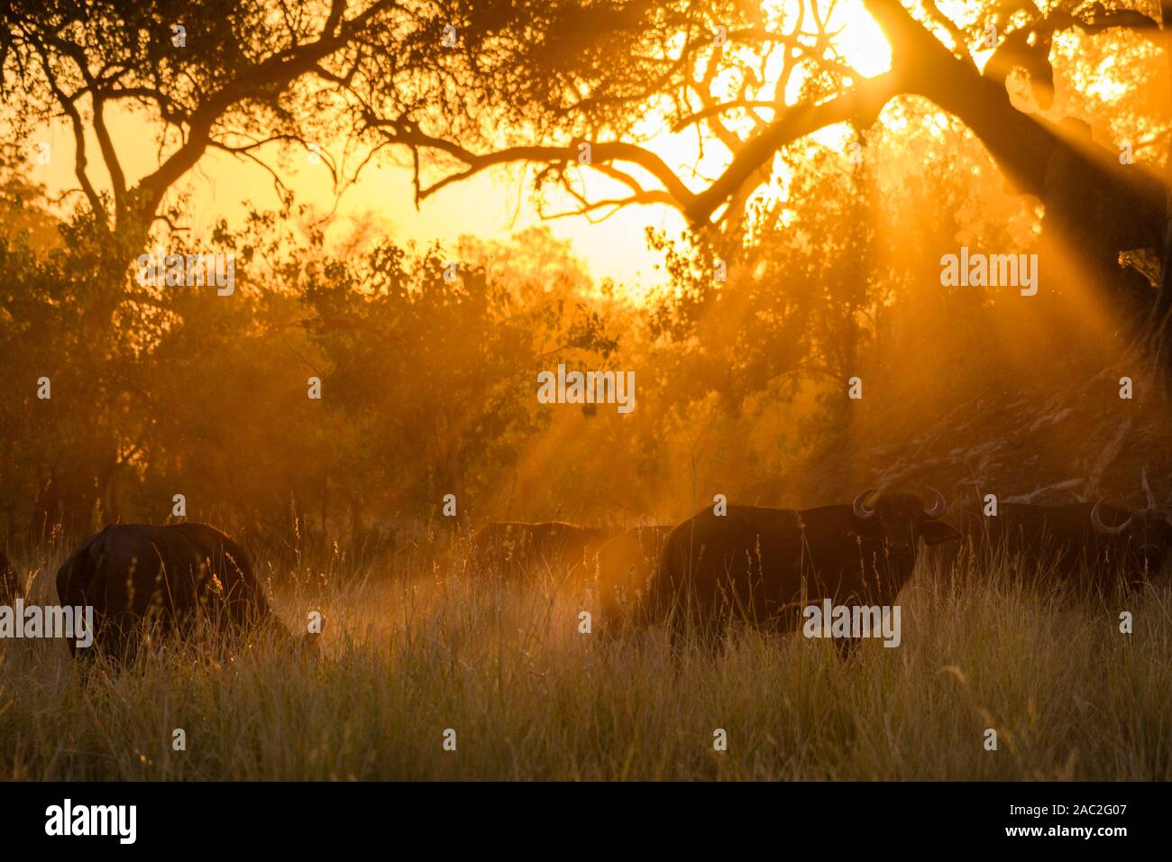 Buffle africain ou Cape Buffalo, Syncerus caffer, au coucher du soleil, Bushman Plains, Okavanago Delta, Botswana Banque D'Images