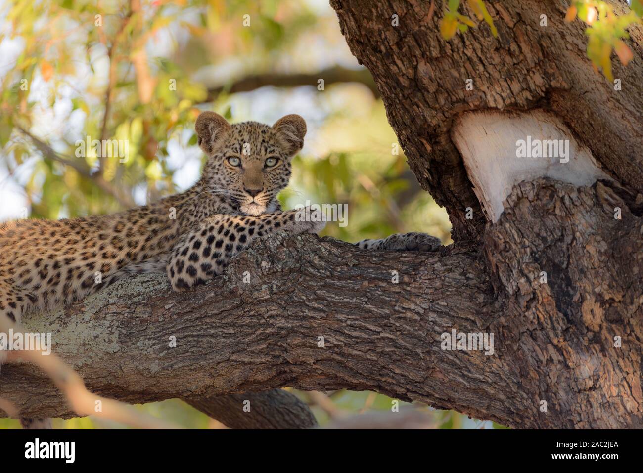 Mignon Bebe Leopard Reposant Sur L Arbre Photo Stock Alamy