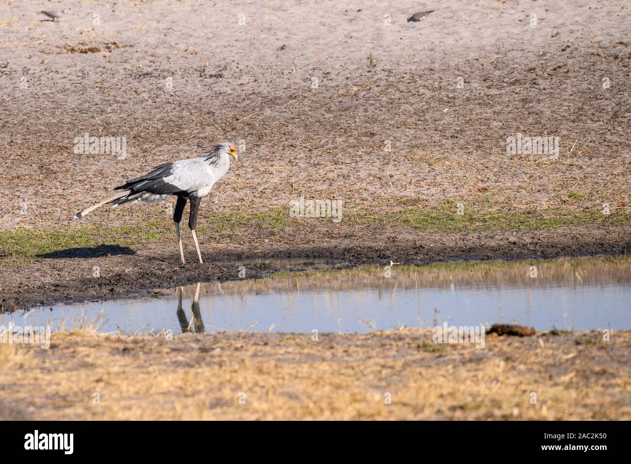 Secretarybird Ou Secrétaire Bird, Sagittaire Serpentarius, Bushman Plains, Okavanago Delta, Botswana Banque D'Images
