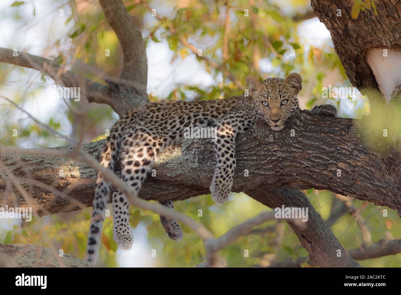 Mignon Bebe Leopard Reposant Sur L Arbre Photo Stock Alamy