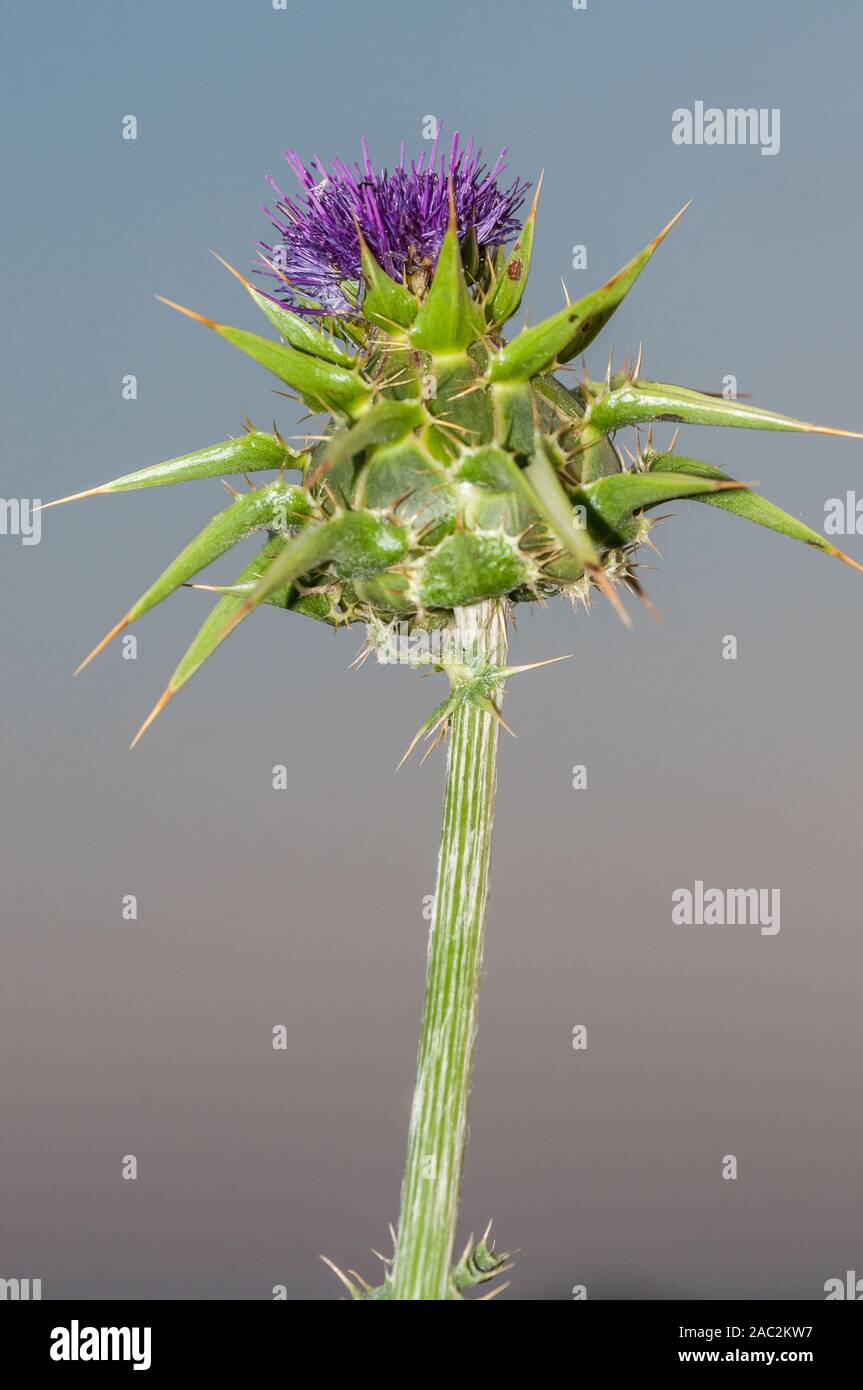Marian thistle chardon Marie, Méditerranée, chardon marie, Silybum marianum, Catalogne, Espagne Banque D'Images