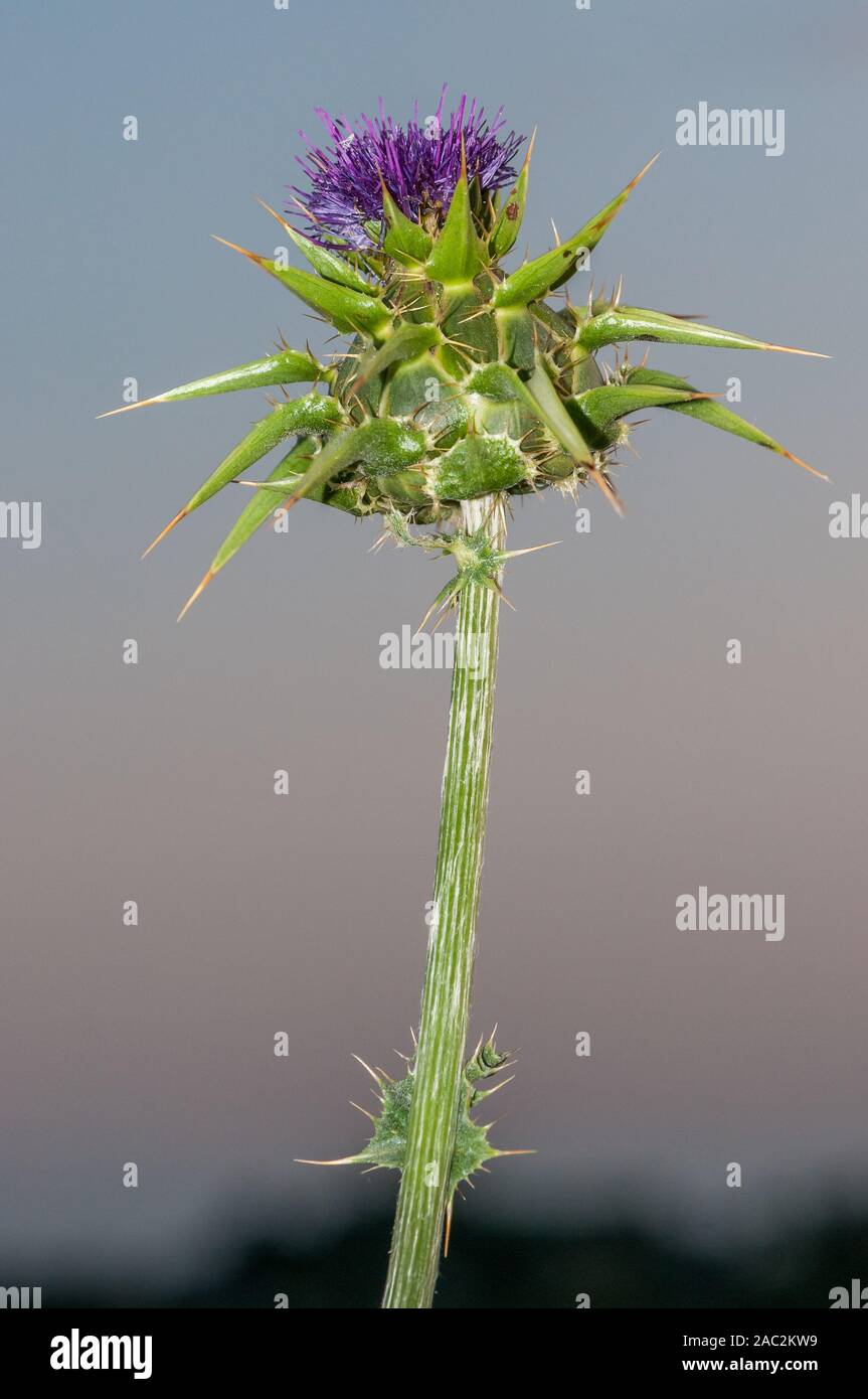 Marian thistle chardon Marie, Méditerranée, chardon marie, Silybum marianum, Catalogne, Espagne Banque D'Images