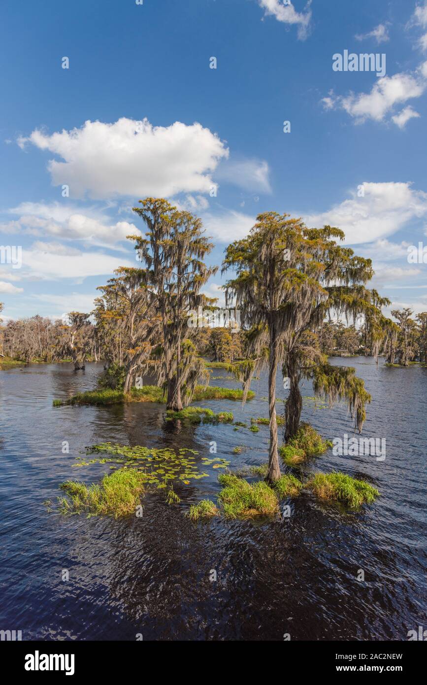 Scenic Floride Cyprès Banque D'Images