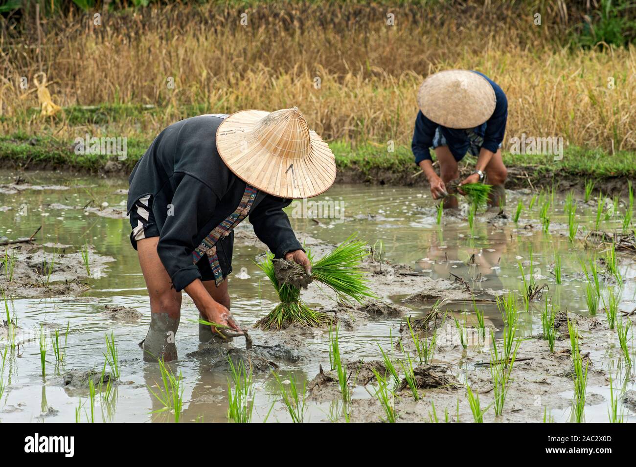Les producteurs de riz plantant manuellement des semis de riz paddy, l'agriculture de riz traditionnelle, la compagnie de terre vivante de la farrm de riz, Ban Phong Van près de Luang Prabang, Laos Banque D'Images