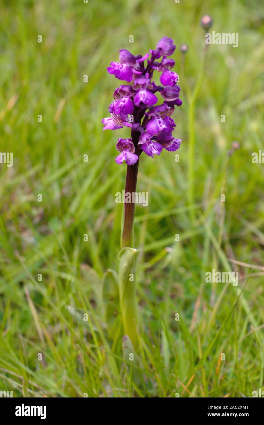 Wild Orchid sur une prairie. Green-winged orchid (Anacamptis morio) Banque D'Images