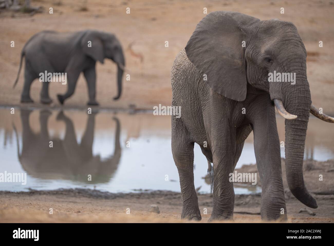 Portrait de l'éléphant l'éléphant d'Afrique Banque D'Images