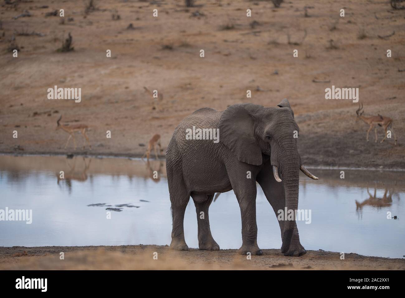 Portrait de l'éléphant l'éléphant d'Afrique Banque D'Images