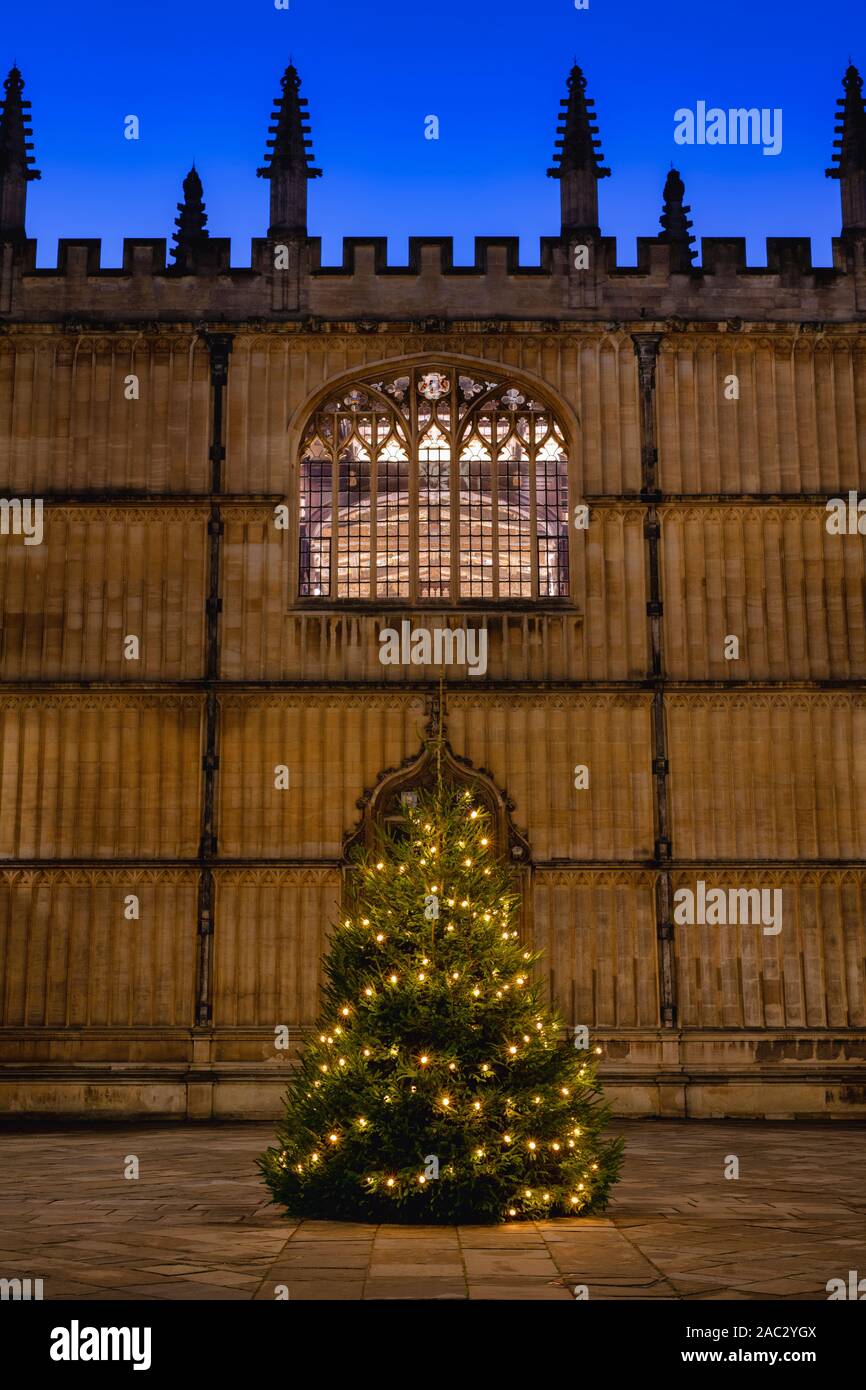 Arbre de Noël dans le quadrilatère d'écoles dans la soirée. Bodleian Library, Oxford, Oxfordshire, Angleterre Banque D'Images