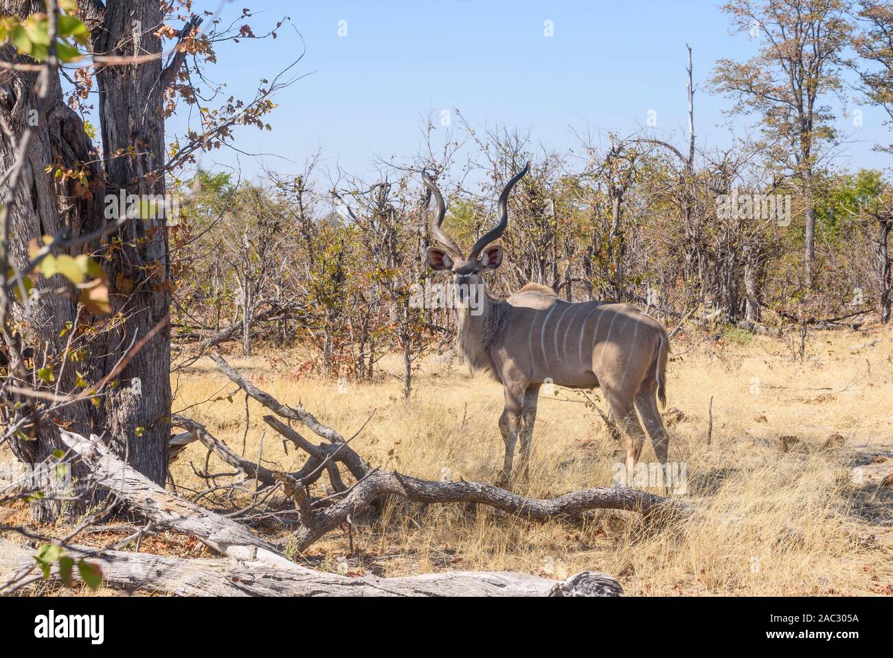 Mâle Grand Kudu, Tragelaphus Strepsiceros, Réserve Privée De Khwai, Delta D'Okavango, Botswana Banque D'Images