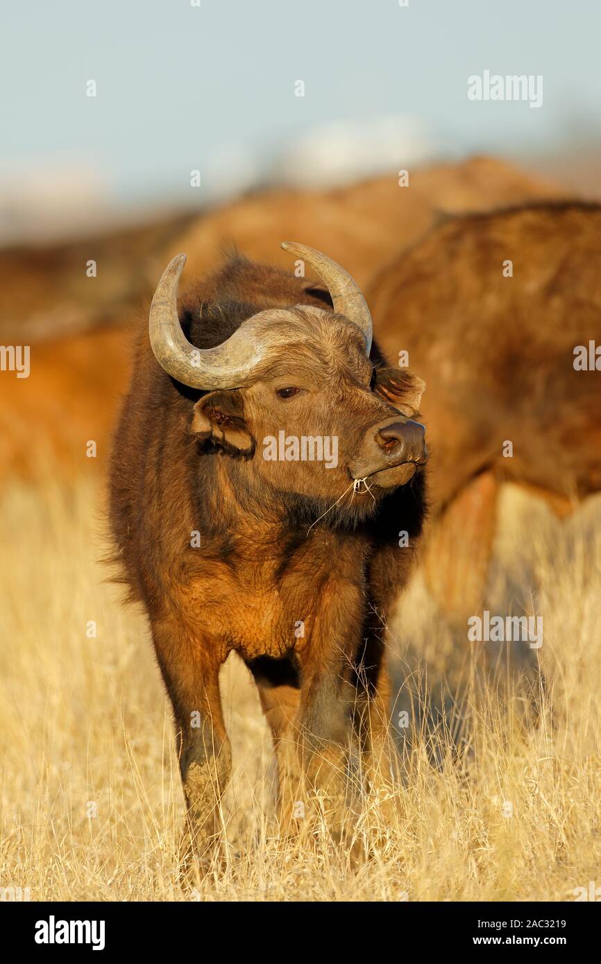 Un Buffle africain (Syncerus caffer) dans les prairies ouvertes, Mokala National Park, Afrique du Sud Banque D'Images