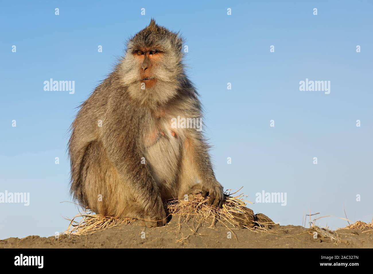 À longue queue balinais singe (Macaca fascicularis), Ubud, Bali, Indonésie Banque D'Images