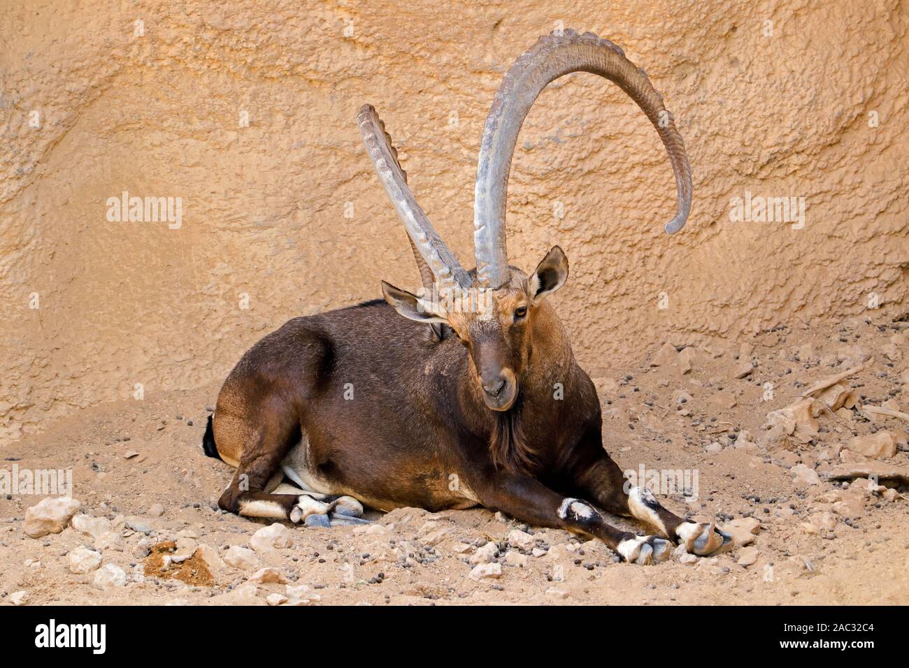 Grand mâle bouquetin de Nubie (Capra nubiana) reposant, Péninsule Arabique Banque D'Images