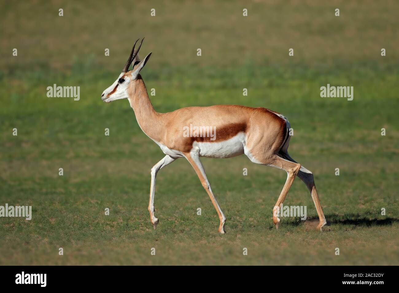 Une antilope springbok (Antidorcas marsupialis) tourne, Kgalagadi, Afrique du Sud Banque D'Images