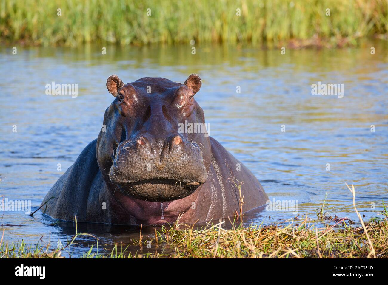 Hippopotamus, Amphibius D'Hippopotamus, Rivière Khwai, Delta D'Okavango, Botswana Banque D'Images