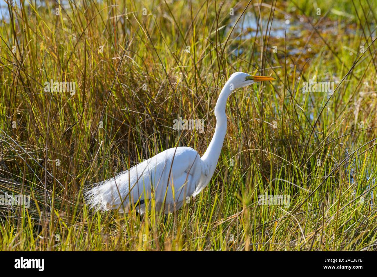 Great Egret, Ardea Alba, Delta D'Okavango, Botswana. Aussi Connu Sous Le Nom D'Egret Commun, Grand Egret, Grand Egret Blanc Ou Grand Héron Blanc Banque D'Images