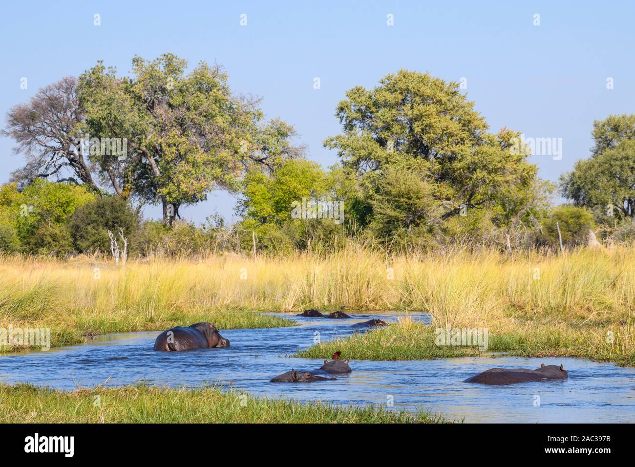 Hippopotamus, Amphibius D'Hippopotamus, Rivière Khwai, Delta D'Okavango, Botswana Banque D'Images