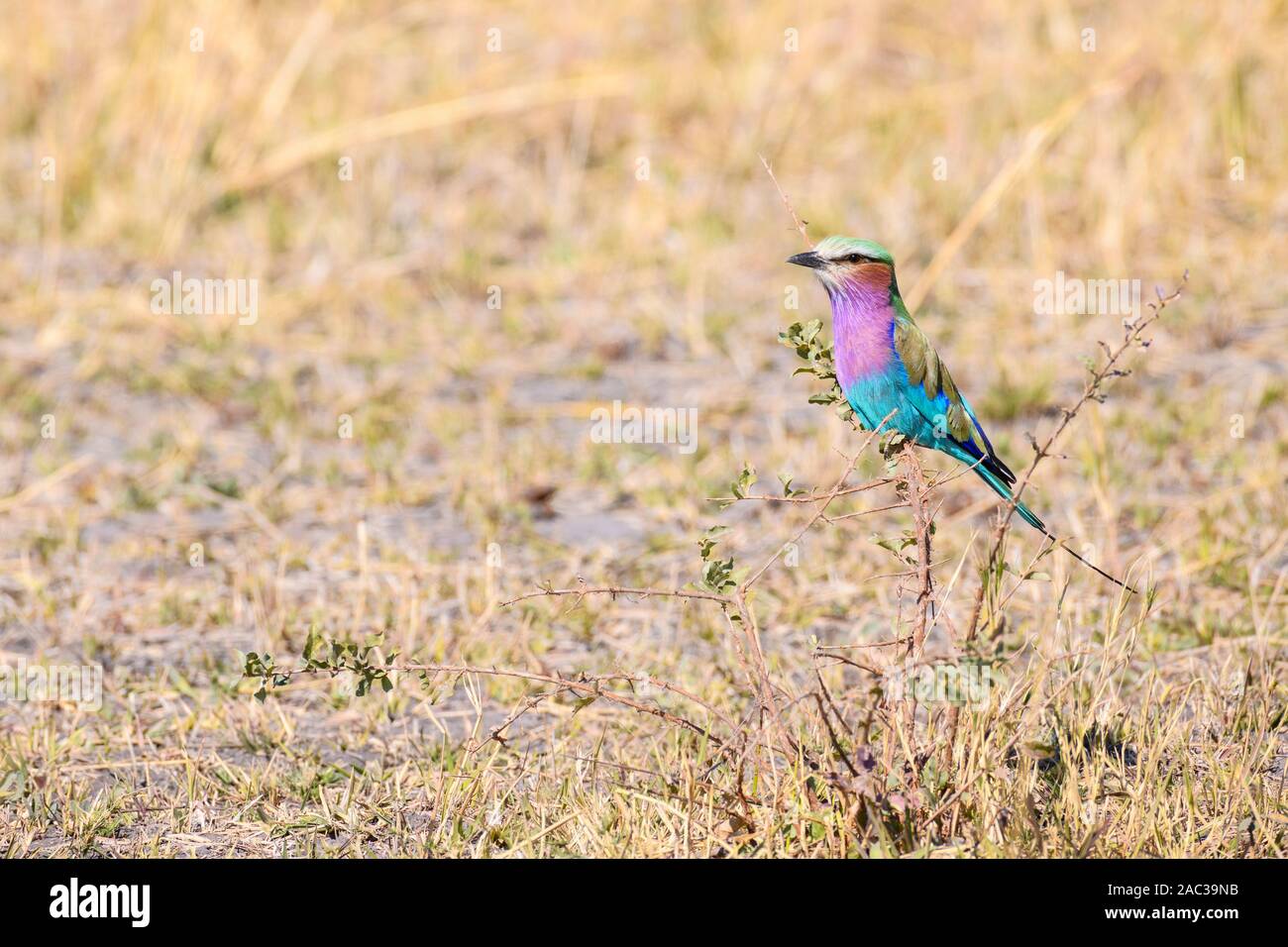 Rouleau Droit Lilas, Coracias Caudatus, Réserve Privée De Khwai, Delta D'Okavango, Botswana Banque D'Images