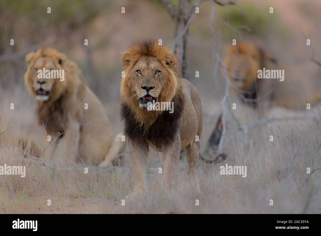 Lion mâle mâle lion frères nomades coalition Banque D'Images