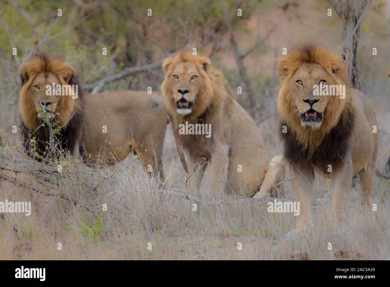 Lion mâle mâle lion frères nomades coalition Banque D'Images