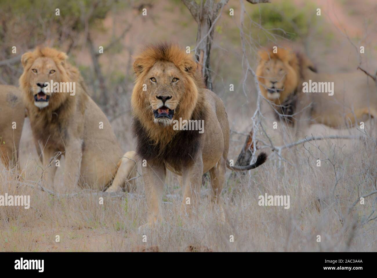 Lion mâle mâle lion frères nomades coalition Banque D'Images