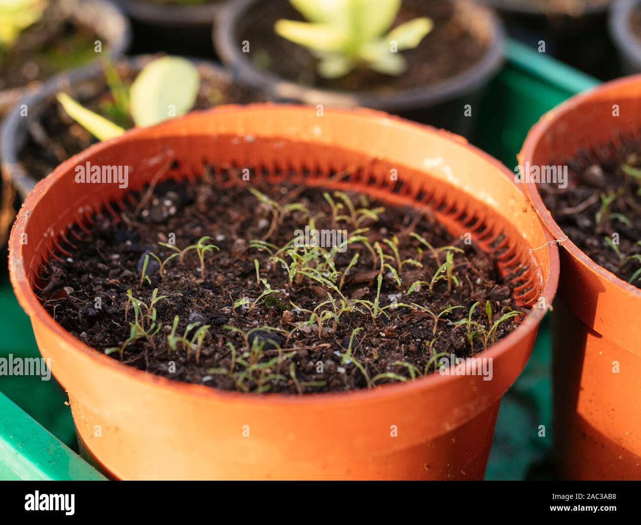 Le pourpier d'hiver semis dans un pot. Banque D'Images
