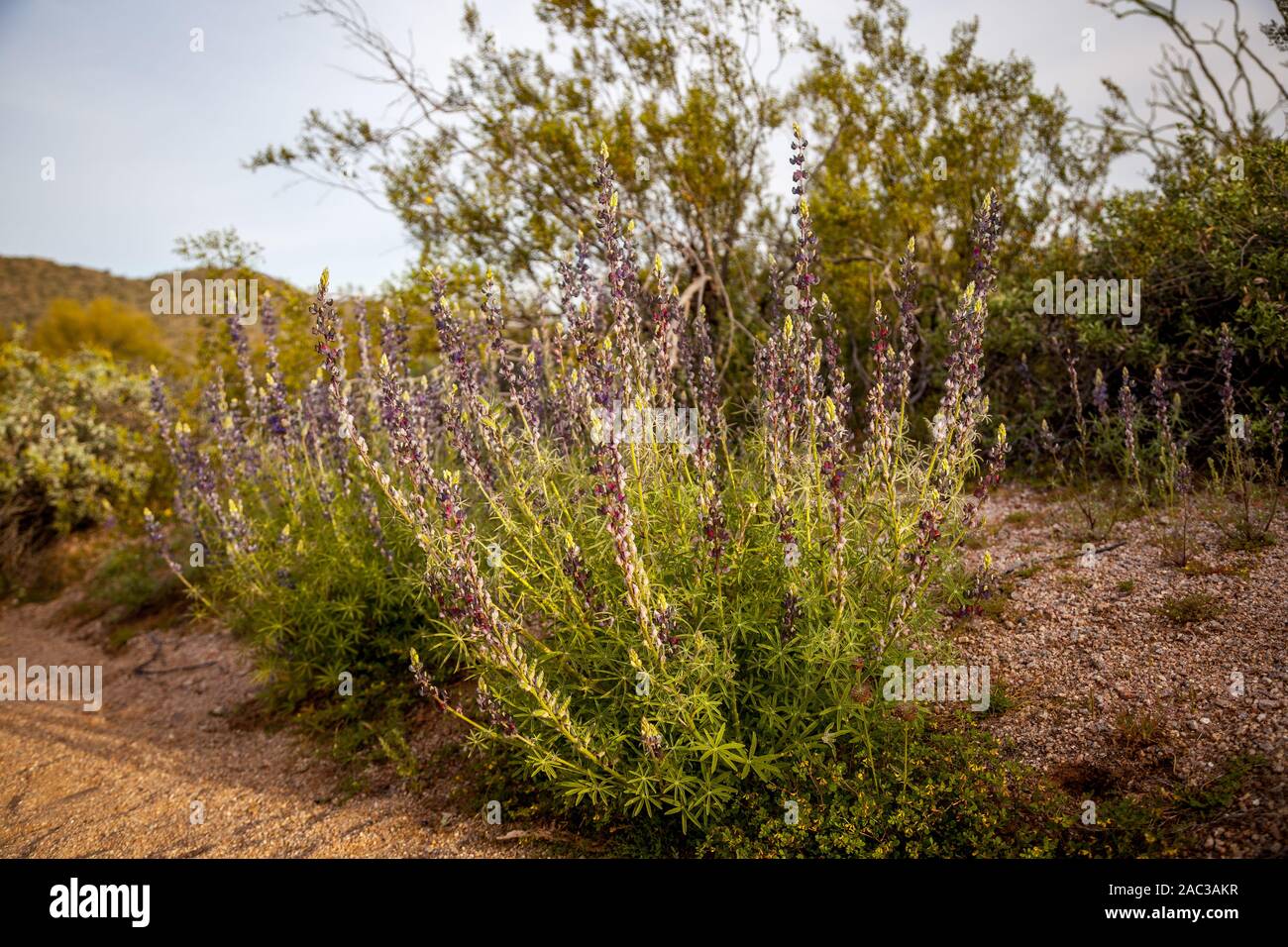 Plantes du désert le long d'un sentier de randonnée dans le désert de Sonora Banque D'Images