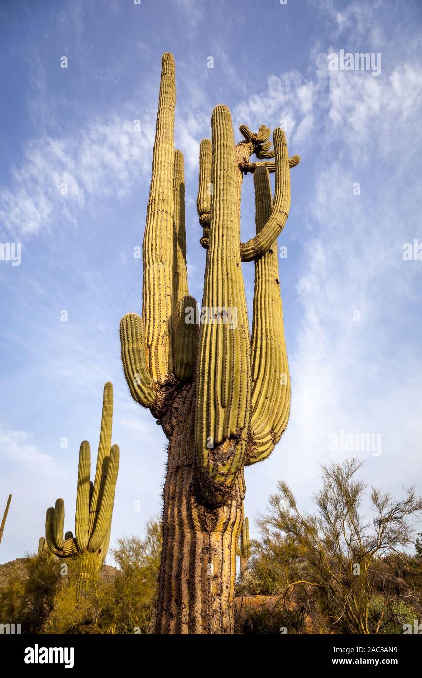 Saguaro cactus dans la forêt nationale de tonto. Banque D'Images