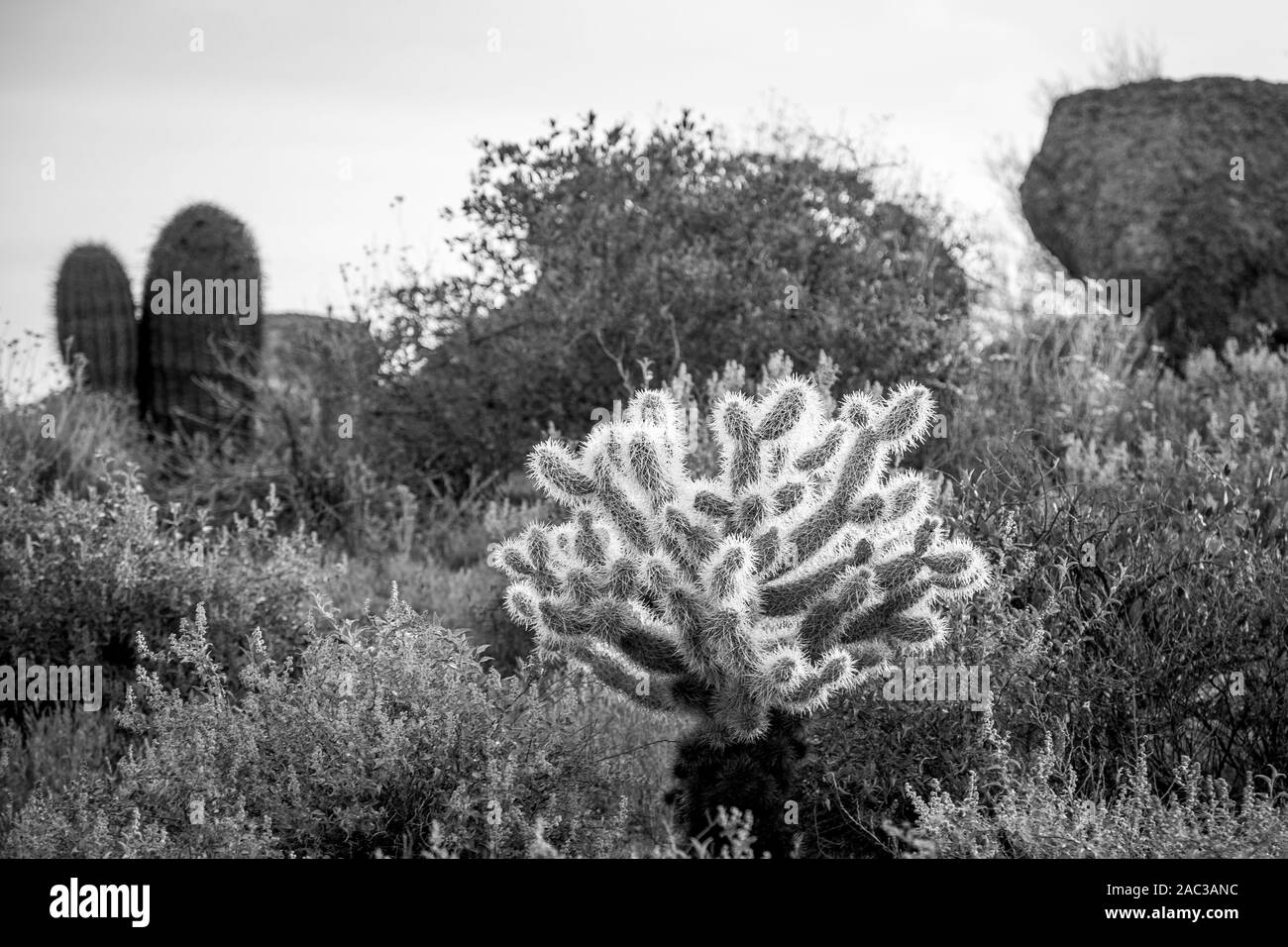 Cholla cactus dans la forêt nationale de Tonto Banque D'Images